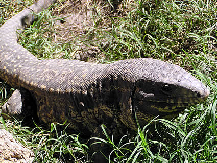 black and white tegu. Argentine Black and White Tegu
