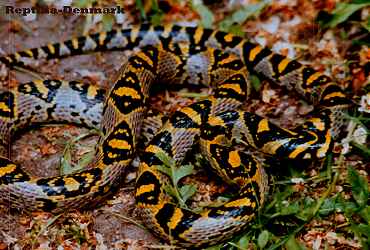 Wild caught male Euprepiophis mandarinus