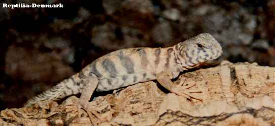 Tornhaleagame, Juvenil han