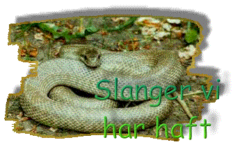 Slanger vi har haft