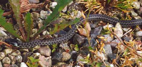 Zamenis longissimus baby