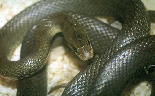 Zamenis lineatus tidligere Elaphe longissima romana