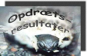 Opdr�tsresultater banner