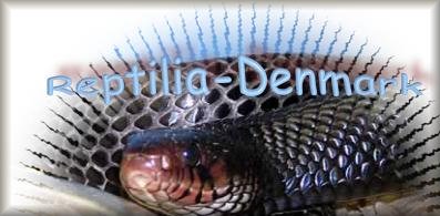 Reptilia-Denmark banner